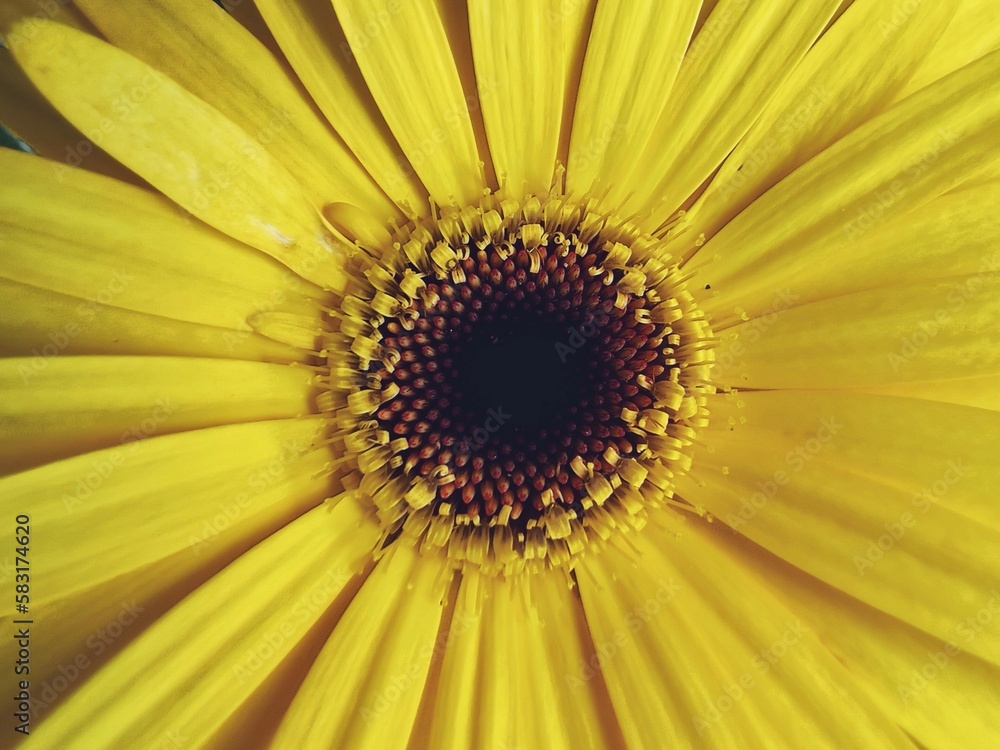 sunflower close up sunflower close up