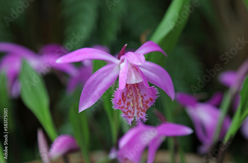 Closeup of a Hyacinth Orchid bloom, Derbyshire England
