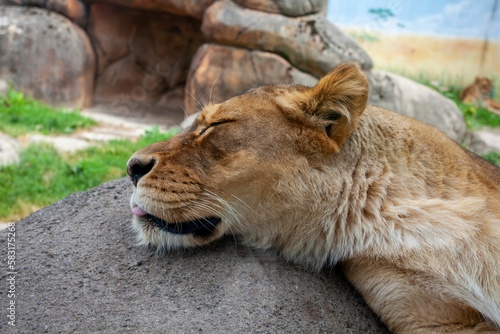 Closeup of a lion sleeping on a rock at the Rosamond Gifford Zoo photo