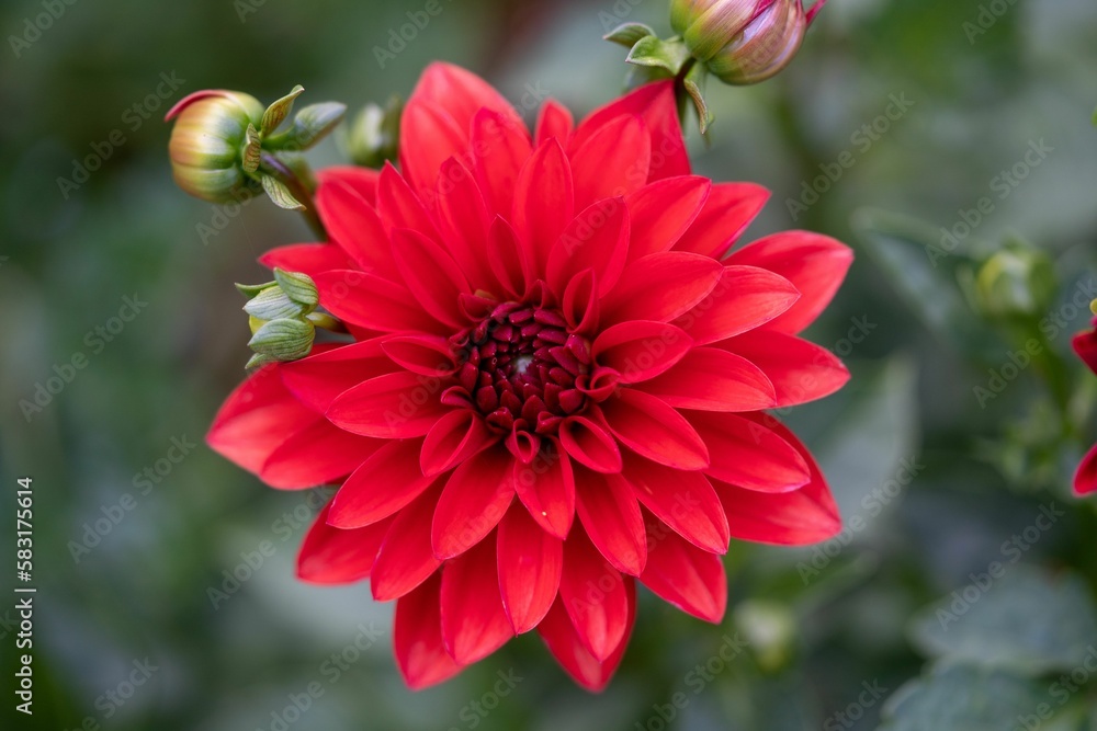 Fototapeta premium Closeup of a red dahlia flower growing in a garden with a blurry background