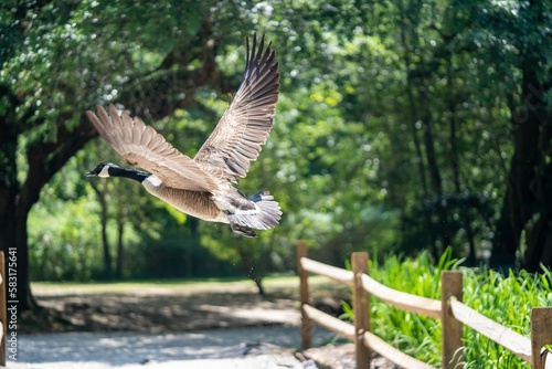 Brent goose (Branta bernicla) in motion near the Swan Lake Iris Gardens in Sumter, South Carolina photo
