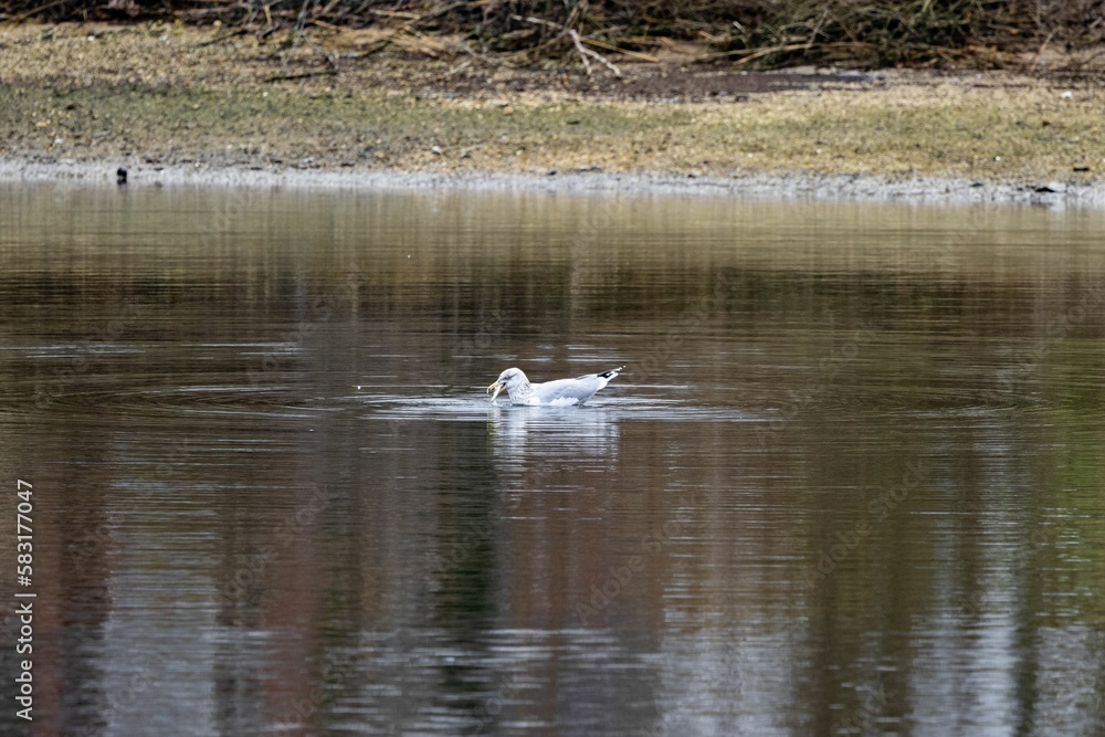 Large white-headed gull swimming in a pond