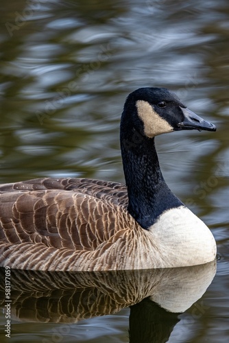 Vertical close-up shot of a Canadian goose swimming in a water