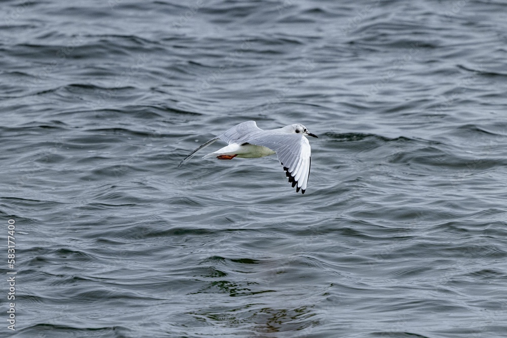 Beautiful view of a seagull flying over the sea. Beautiful view of a seagull flying over the sea.