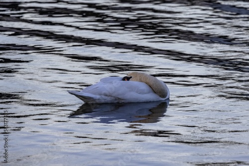 Beautiful white mute swan in a lake.