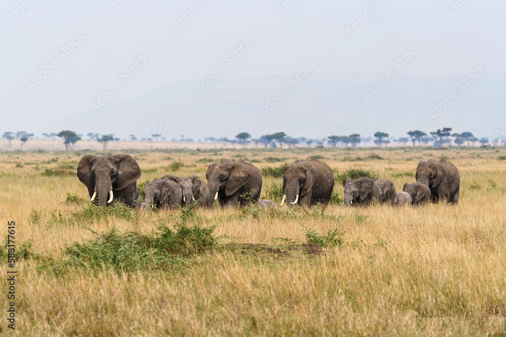A herd of elephants in the Savannah of the Masai Mara A herd of elephants in the Savannah of the Masai Mara