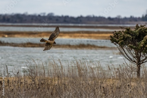 an owl is flying near the water while trees stand near