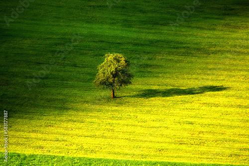 Aerial view of a lone tree in a field, Switzerland photo