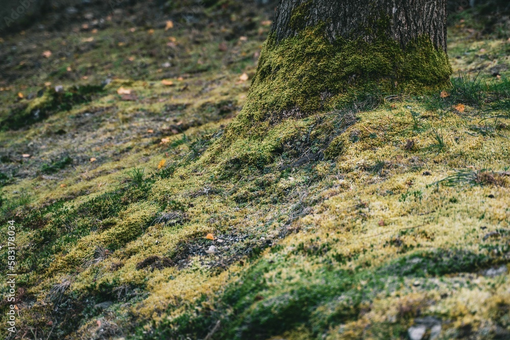 High angle shot of green moss growing on a forest floor High angle shot of green moss growing on a forest floor