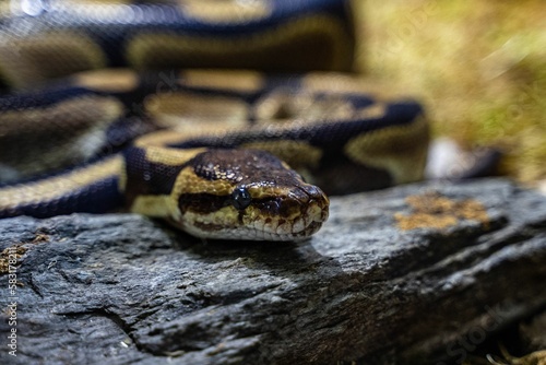 Closeup shot of details on a ball python in a zoo