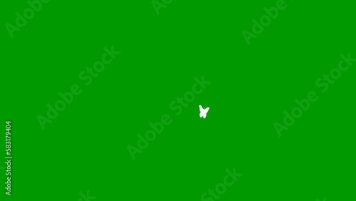 Wallpaper Mural Animated white butterfly flies. Looped video. Summer and spring concept. Vector illustration isolated on green background. Torontodigital.ca