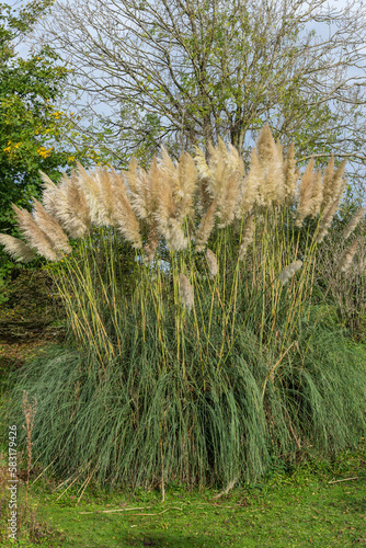 Pampas Grass (Cortaderia selloana) which is a flowering tall grass flower plant native to South America, stock photo image