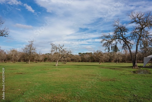 Scene of the many bare trees in the park covered with green grass in the daytime