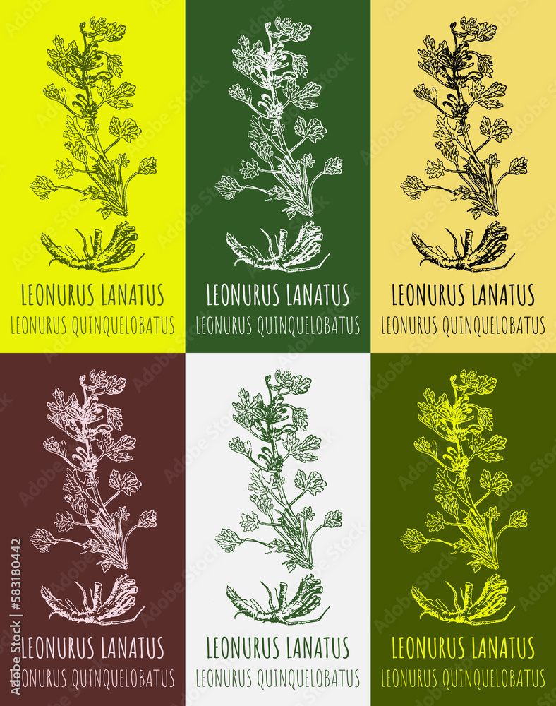 Set of drawings LEONURUS LANATUS in different colors. Hand drawn illustration. Latin name Leonurus quinquelobatus.