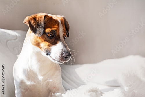 cute jack russell terrier sits on a sofa lit by the sun and looks down, horizontal
