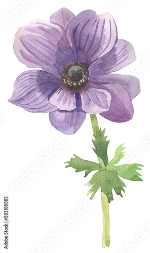Anemone Flowers Colorful Watercolor Illustrations