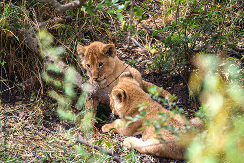 A lion cub in the masai mara