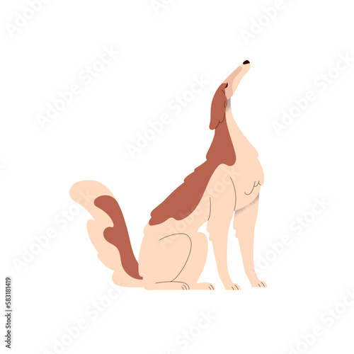 Borzoi dog. Cute graceful doggy of Russian Hunting Sighthound breed. Proud elegant bicolor canine animal with long muzzle, profile, side view. Flat vector illustration isolated on white background