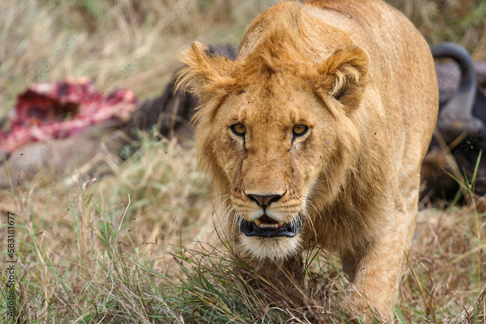 Fototapeta premium A Lion in the african savannah