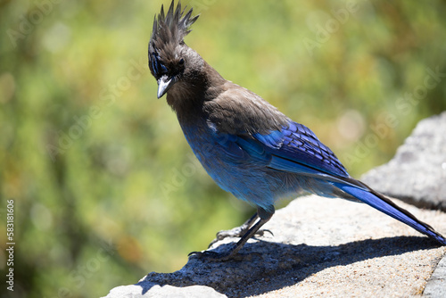 Close-up of a Stellar's Jay, Blue Jay bird in the Sierra Nevada at D. L. Bliss State Park