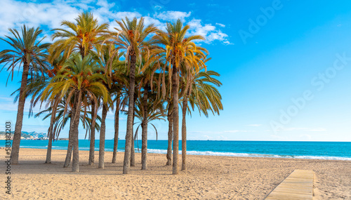 Fototapeta Naklejka Na Ścianę i Meble -  Palms tree on the beach- mediterranean sea