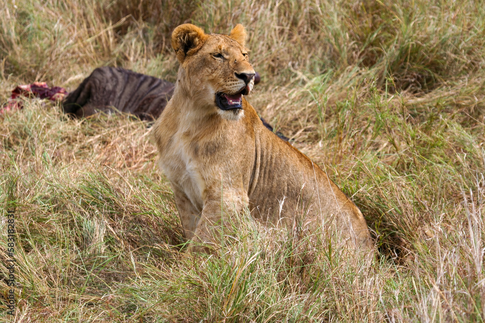 A Lion in the african savannah A Lion in the african savannah