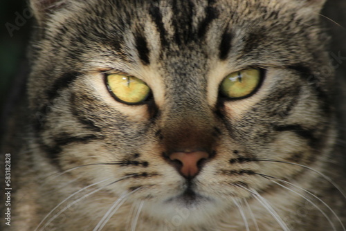 close up of a cat © AliCagatay