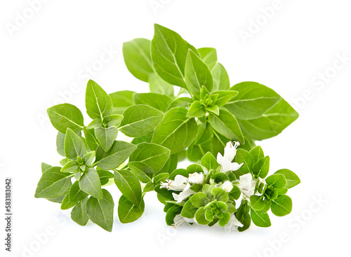 Fresh Basil leaves in closeup on white background