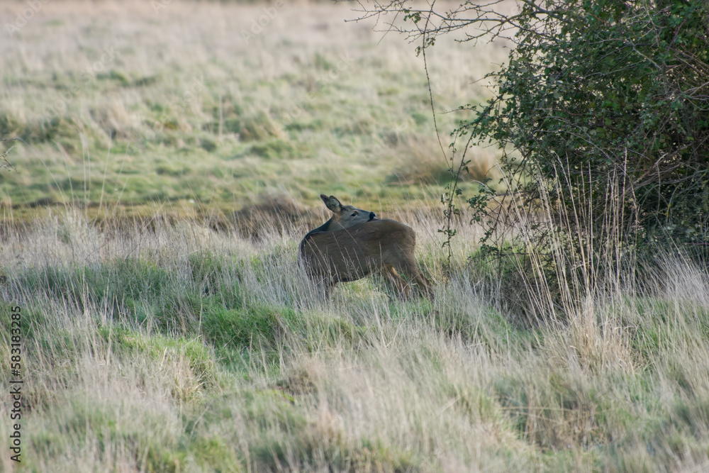 pretty roe deer having a wash in the countryside