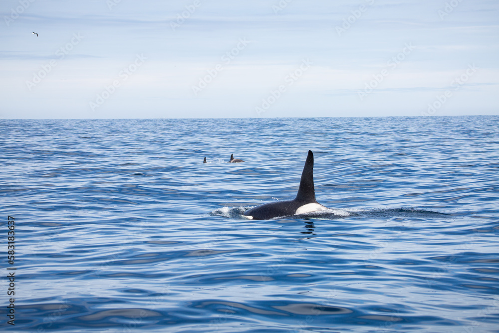 Fototapeta premium Orcinus orca, Kill whale blue ocean 