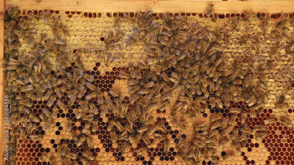 Honeycomb with open and closed honey cells and bees colony, close-up shot. Healthy food, beekeeping, and ethnoscience concept. Honeycomb with open and closed honey cells and bees colony, close-up shot. Healthy food, beekeeping, and ethnoscience concept.