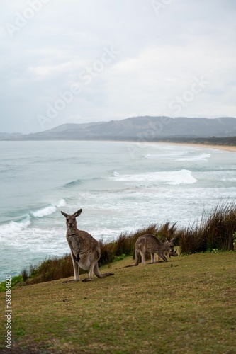 Kangaroos and the beach in Australia © Sam Lewis/Wirestock Creators