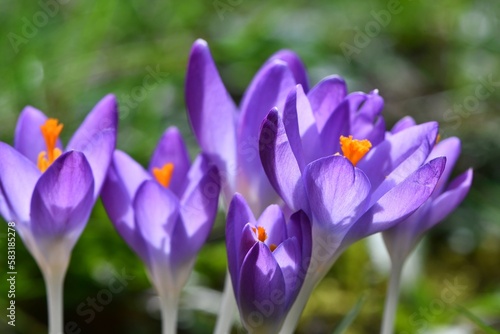 Pi  kne fioletowe kwiaty krokusa botanicznego  Crocus chrysanthus   odmiana  Blue Pearl . P  ytka g    bia ostro  ci