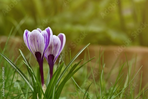 Efektowny duży krokus o jasnych pasiastych kwiatach. Krokus wiosenny (Crocus vernus), odmiana 'Pickwick'