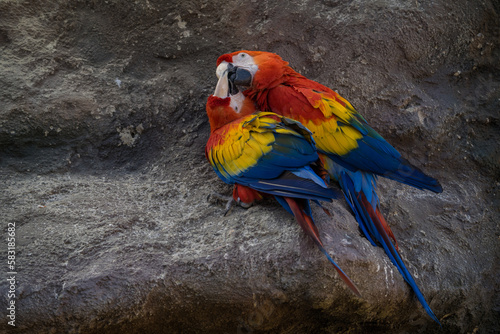 Ara red birds in nature park