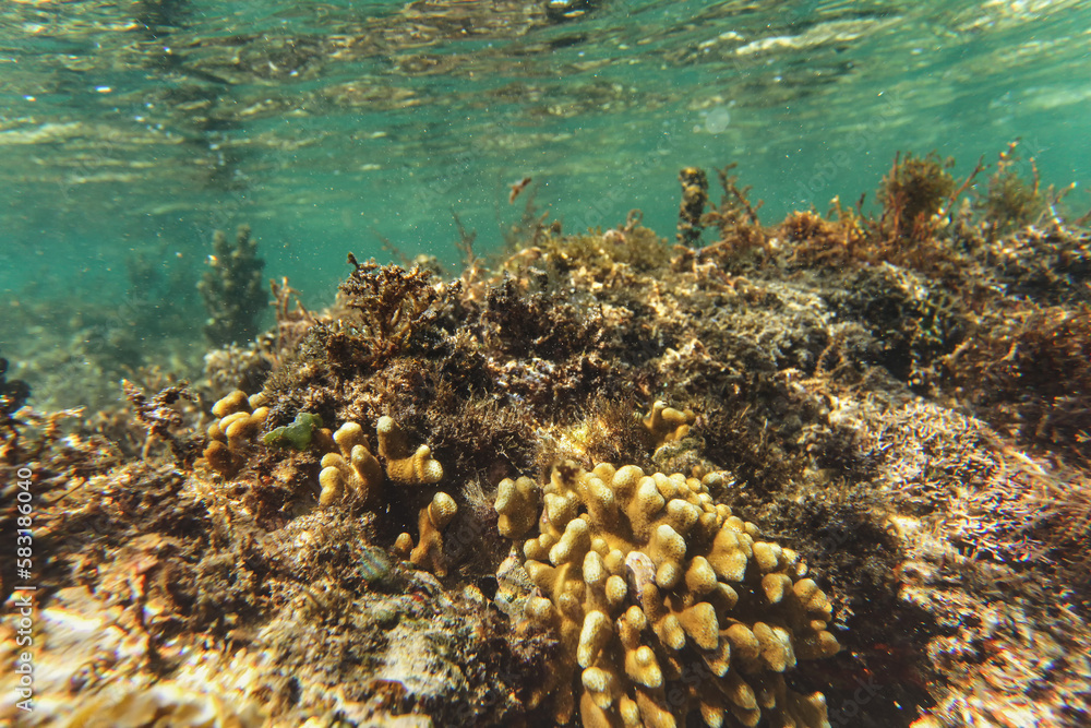 Fototapeta premium Sun shines on small coral in shallow sea - snorkelling at Anakao, Madagascar