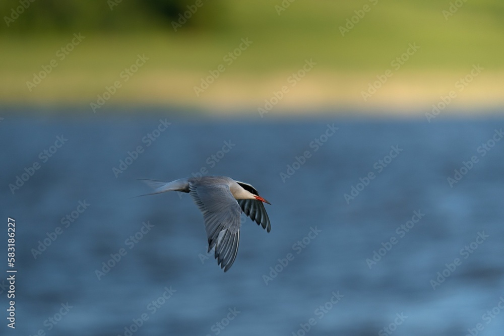 Selective focus shot of a common tern bird flying over a pond Selective focus shot of a common tern bird flying over a pond