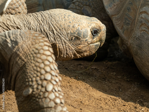 Schildkröte