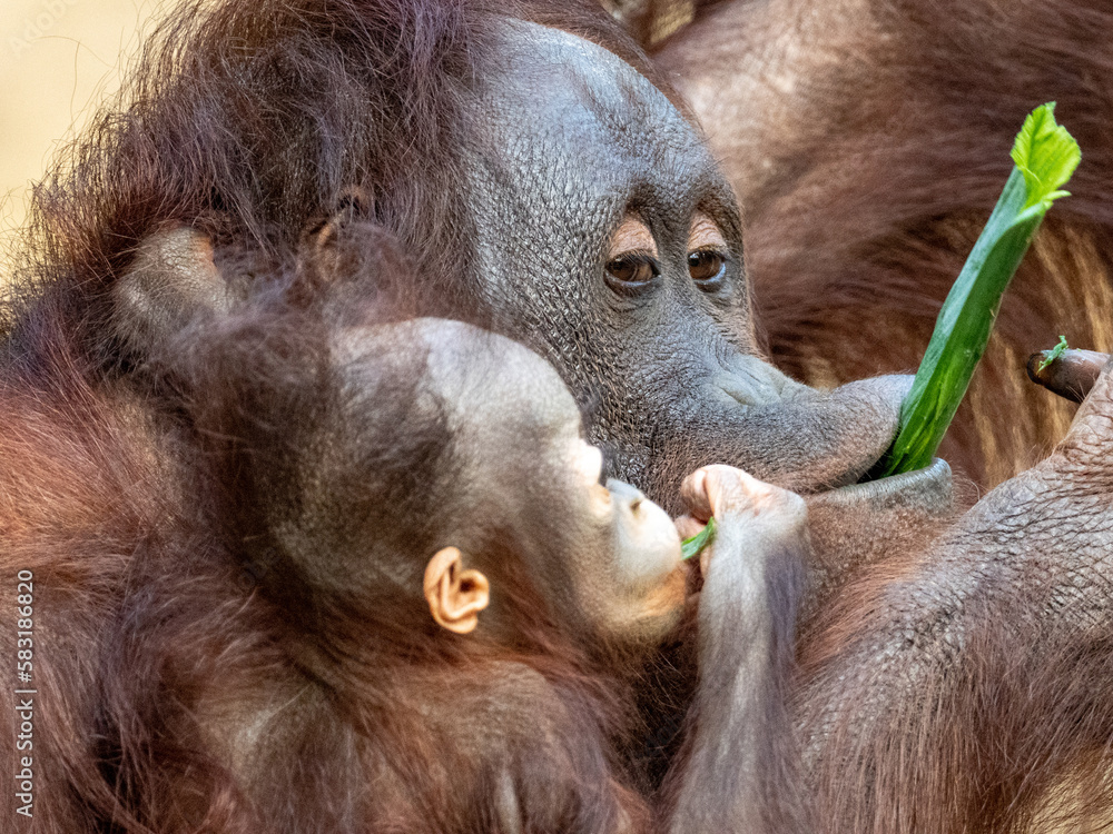 Obraz premium orang-utan