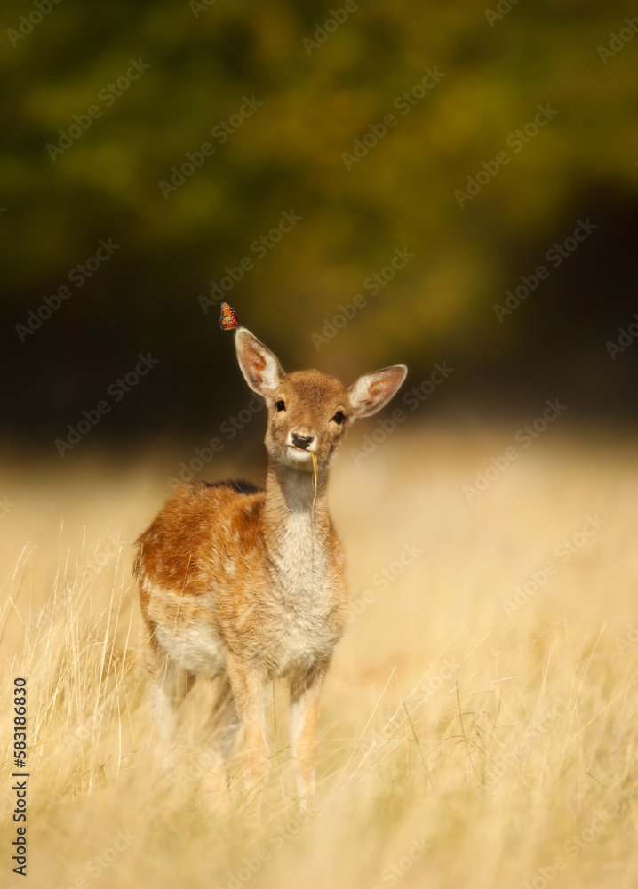 Fallow deer calf with a butterfly on an ear in meadow in summer Fallow deer calf with a butterfly on an ear in meadow in summer