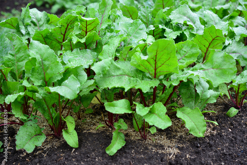 A row of beet plants isolated on garden bed in a garden, close-up
