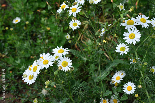 A field of white flowers of chamomile with yellow center isolated among green grass  close-up