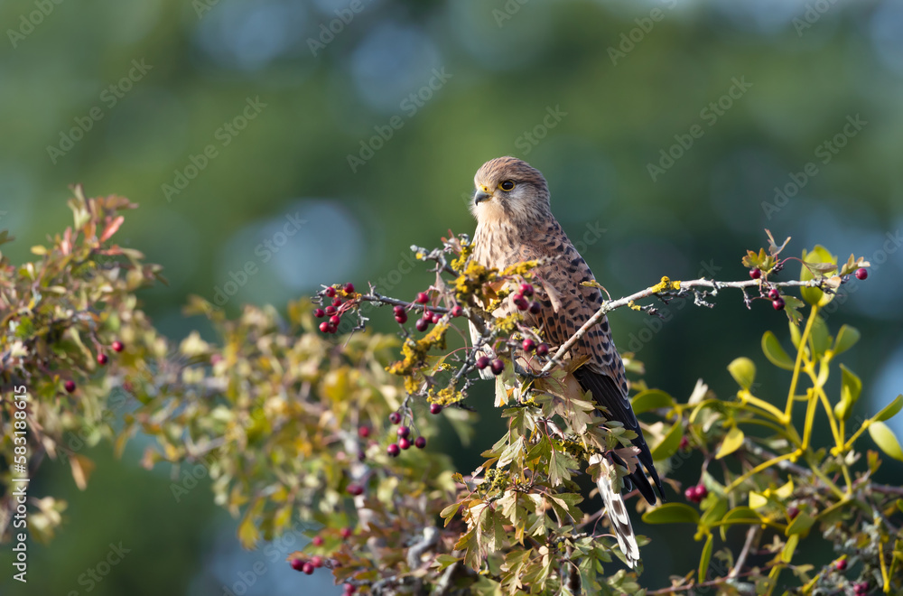 Close up of a common kestrel perched in a tree