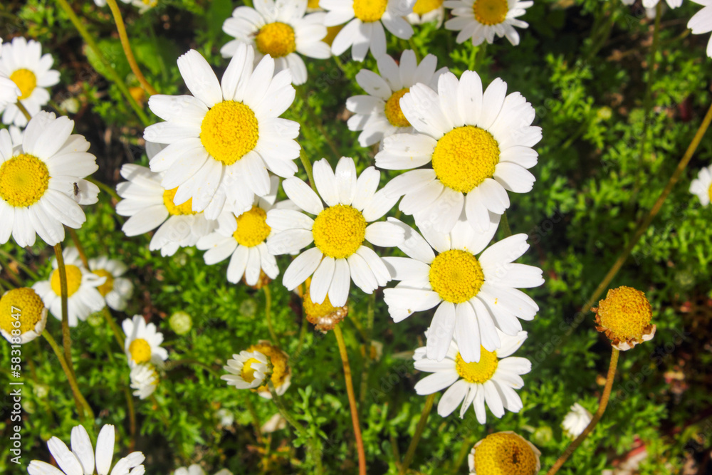 Fototapeta premium Yellow and white Daisy flower petals closeup in a daisy green field .