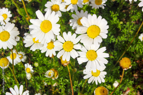 Yellow and white Daisy flower petals closeup in a daisy green field .