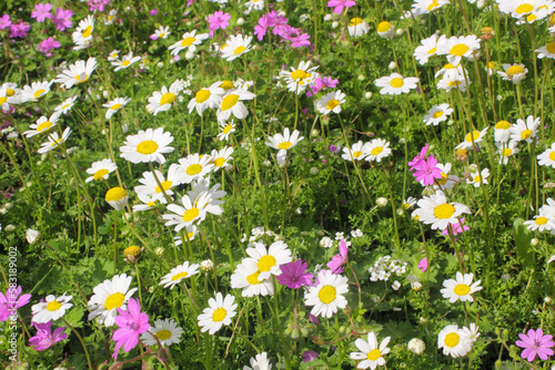 Yellow and white Daisy flower petals closeup in a daisy green field .