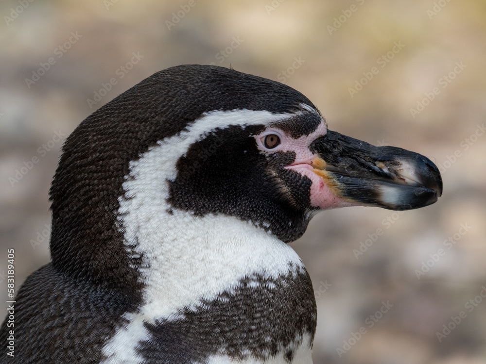 Naklejka premium pinguin