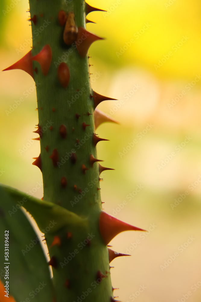 Thorn rose vertical. Trimmed rose bush. Close-up part of thorn bush. Stem of rose bush with thorns and green leaves on blurred gray background. Twig. Side view. Copy space. Out of focus Thorn rose vertical. Trimmed rose bush. Close-up part of thorn bush. Stem of rose bush with thorns and green leaves on blurred gray background. Twig. Side view. Copy space. Out of focus