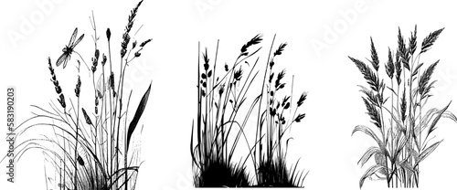 Image of a silhouette reed or bulrush on a white background.Monochrome image of a plant on the shore near a pond.