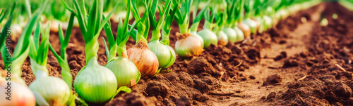 Onions growing in the garden field. Generative AI,